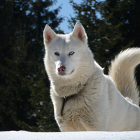 husky