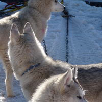 husky