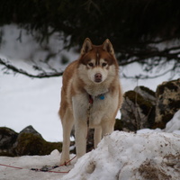 husky