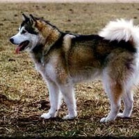 malamute