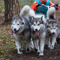 malamute