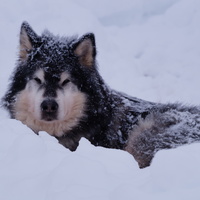 malamute