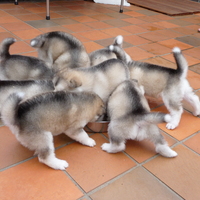 malamute