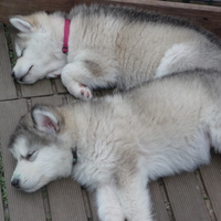 malamute