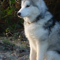 malamute