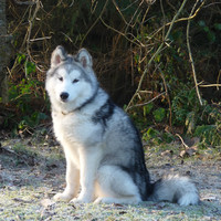 malamute