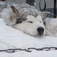 malamute