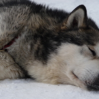 malamute