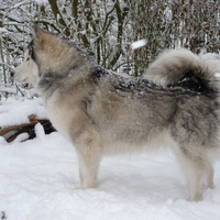 malamute