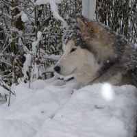 malamute