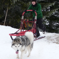 malamute