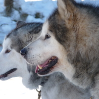 malamute