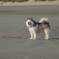 malamute