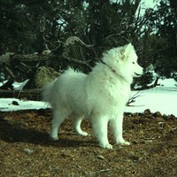 samoyed