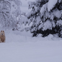 samoyed