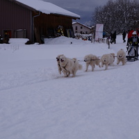 samoyed