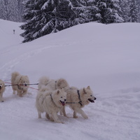 samoyed