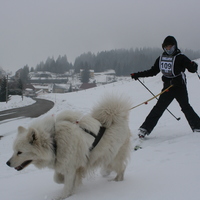 samoyed