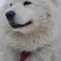 samoyed