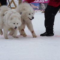 samoyed