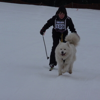 samoyed