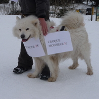 samoyed