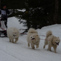 samoyed