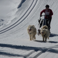 samoyed