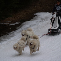 samoyed